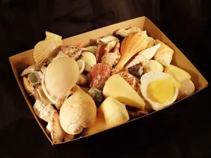 Mixed Shells By The Kilo Vietnam